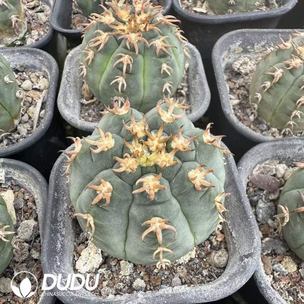 10073D40.jpg (Seed Grown)Discocactus placentiformis Cat's Paw - Image 1