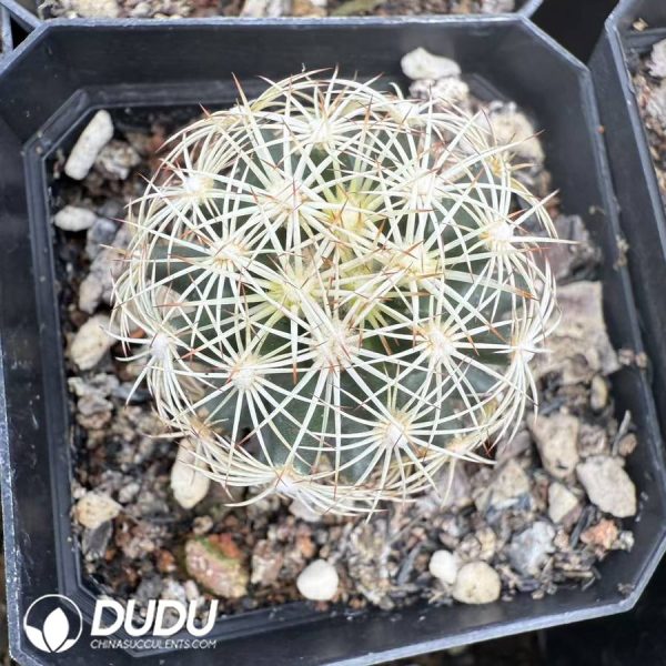 10074D30.jpg (Seed Grown)Echinopsis Oxygona - Image 1