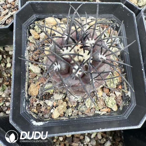 10075D30.jpg (Seed Grown) Copiapoa griseoviolacea - Image 1