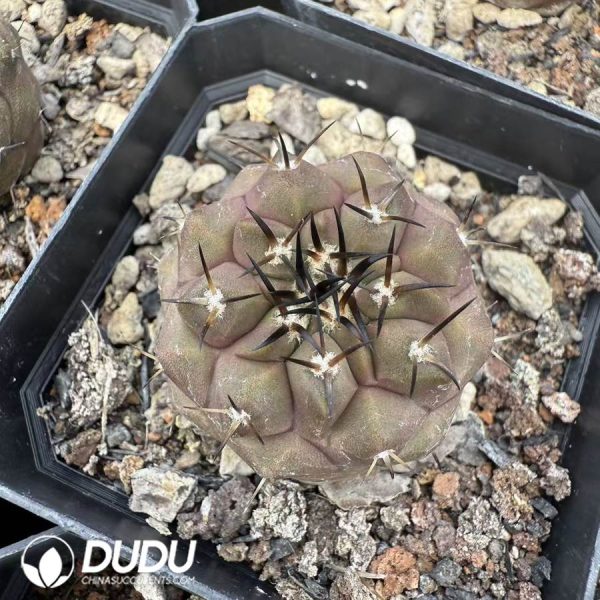10076D30.jpg (Seed Grown) Copiapoa cinerea - Image 1