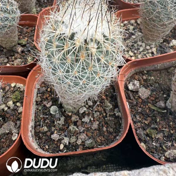10077D40.jpg (Seed Grown) Gymnocactus beguinii - Image 1