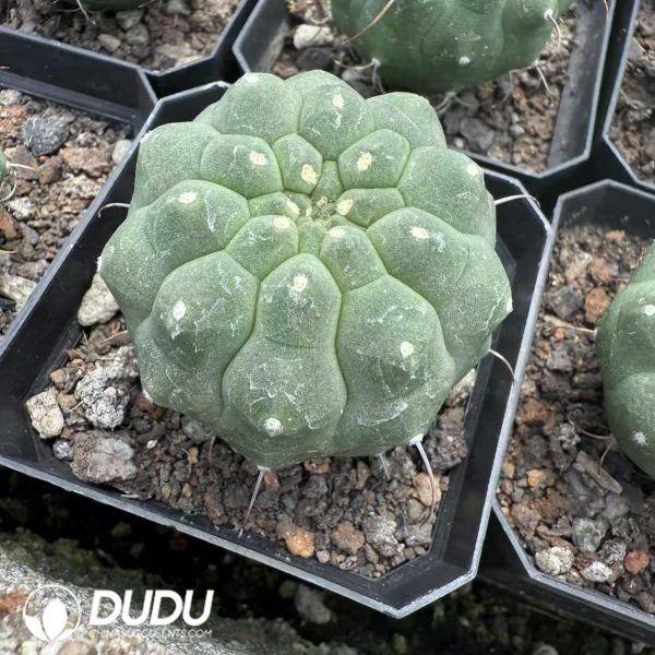 10078D40.jpg (Seed Grown) Matucana madisoniorum - Image 1