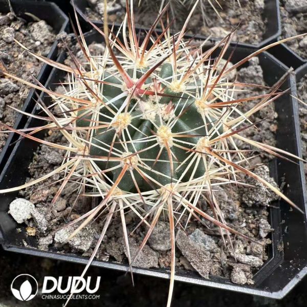 10080D40.jpg (Seed Grown) Echinocereus ferreirianus - Image 1