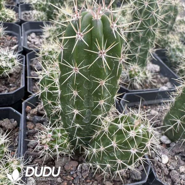 (Seed Grown) Echinocereus maritimus - Image 1