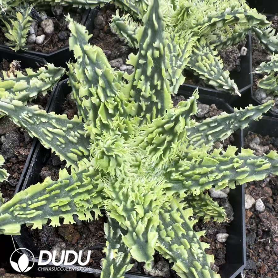 10082D60.jpg Aloe 'Peppermint' 1 - Image 1