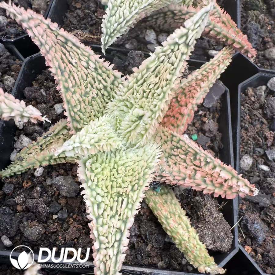 10083D60.jpg Aloe 'Peppermint' 2 - Image 1