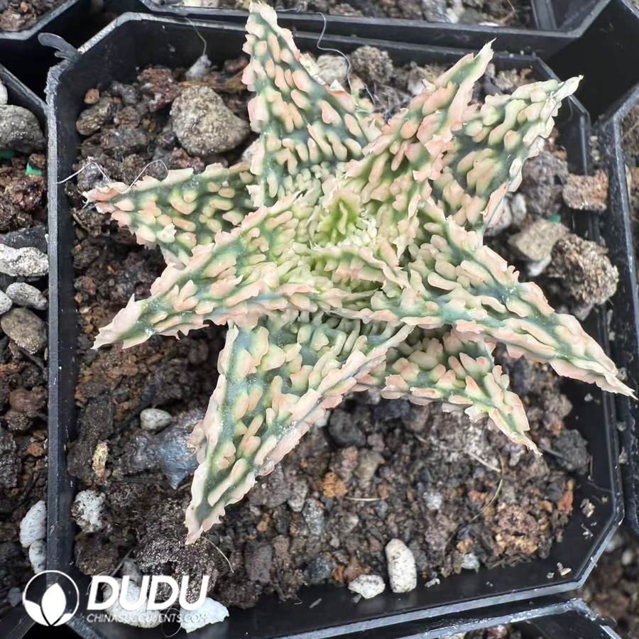 10084D60.jpg Aloe 'Peppermint' 3 - Image 1
