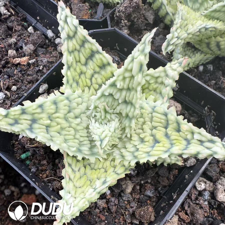 10085D60.jpg Aloe 'Peppermint' 4 - Image 1