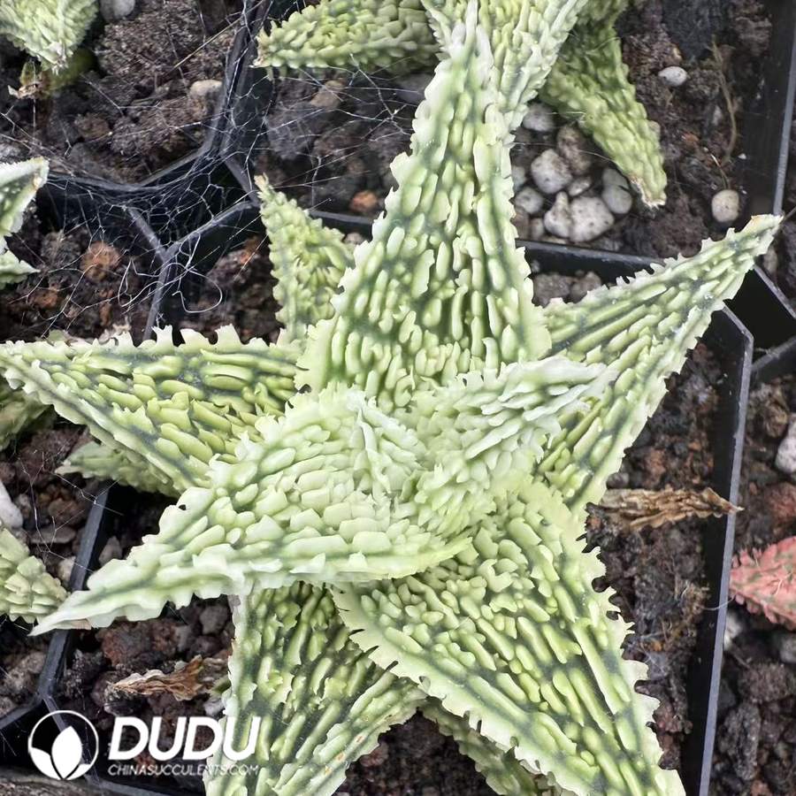 10086D60.jpg Aloe 'Peppermint' 5 - Image 1