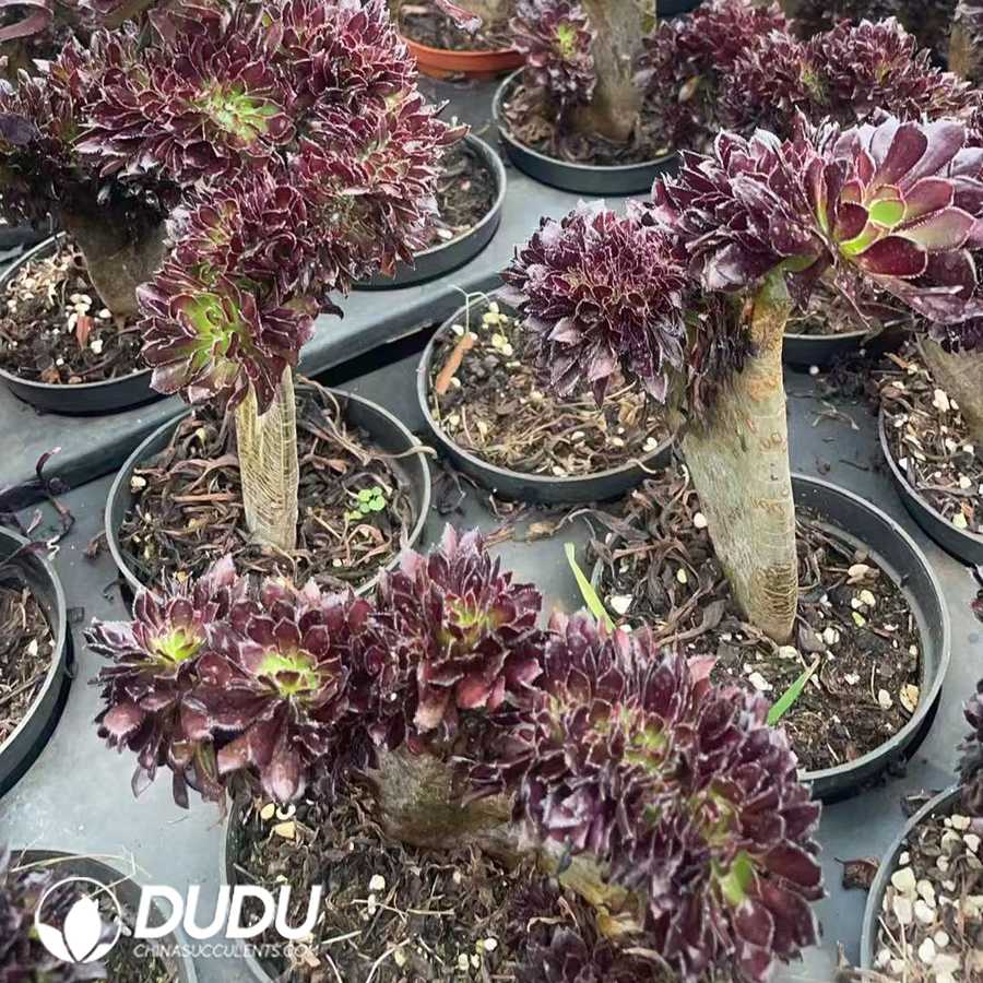 10090D150.jpg Aeonium arboreum 'Atropurpureum' Cristata - Image 1