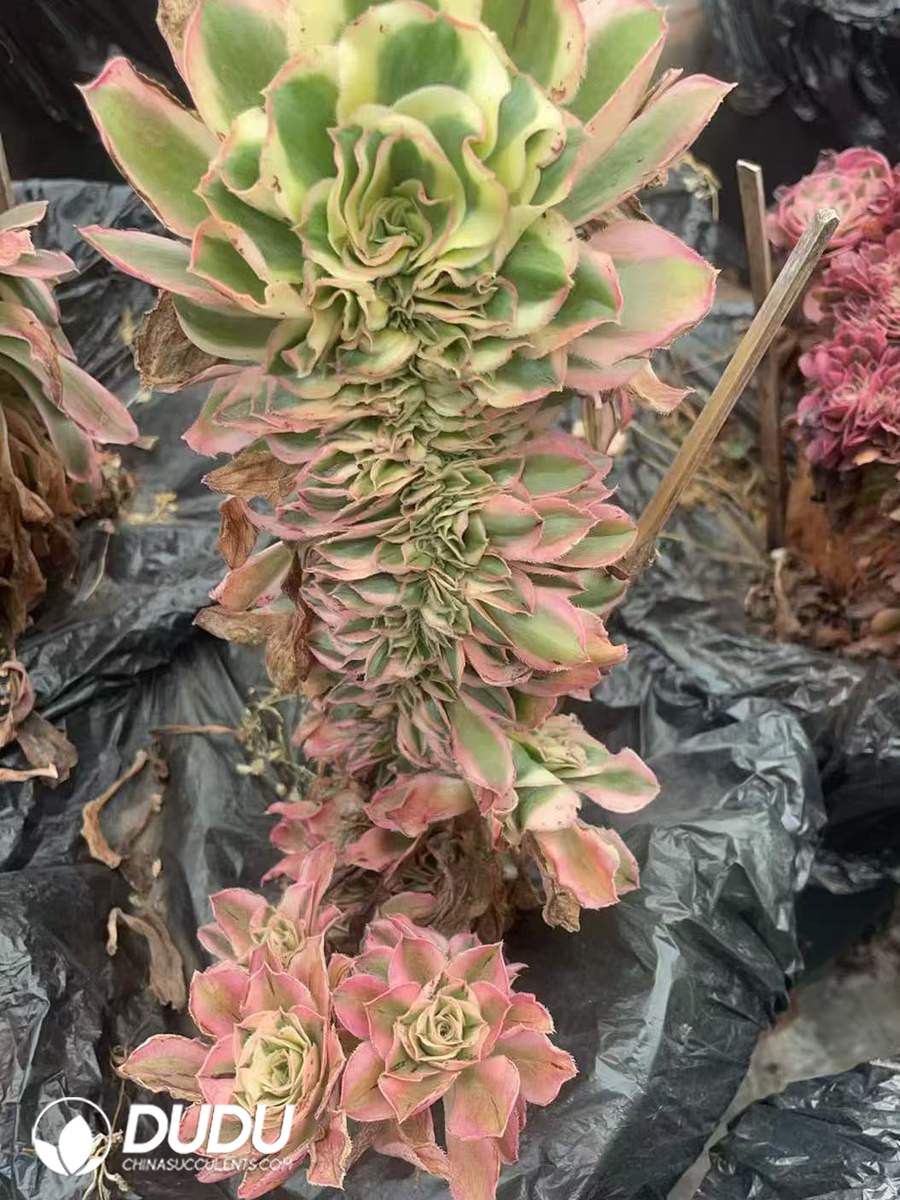 10091D200-1.jpg Aeonium Lvbo Cristata - Image 1