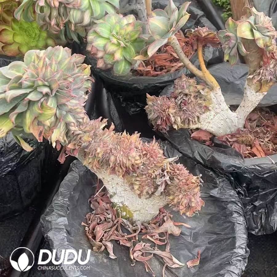 10092D150.jpg Aeonium Huancai Cristata - Image 1