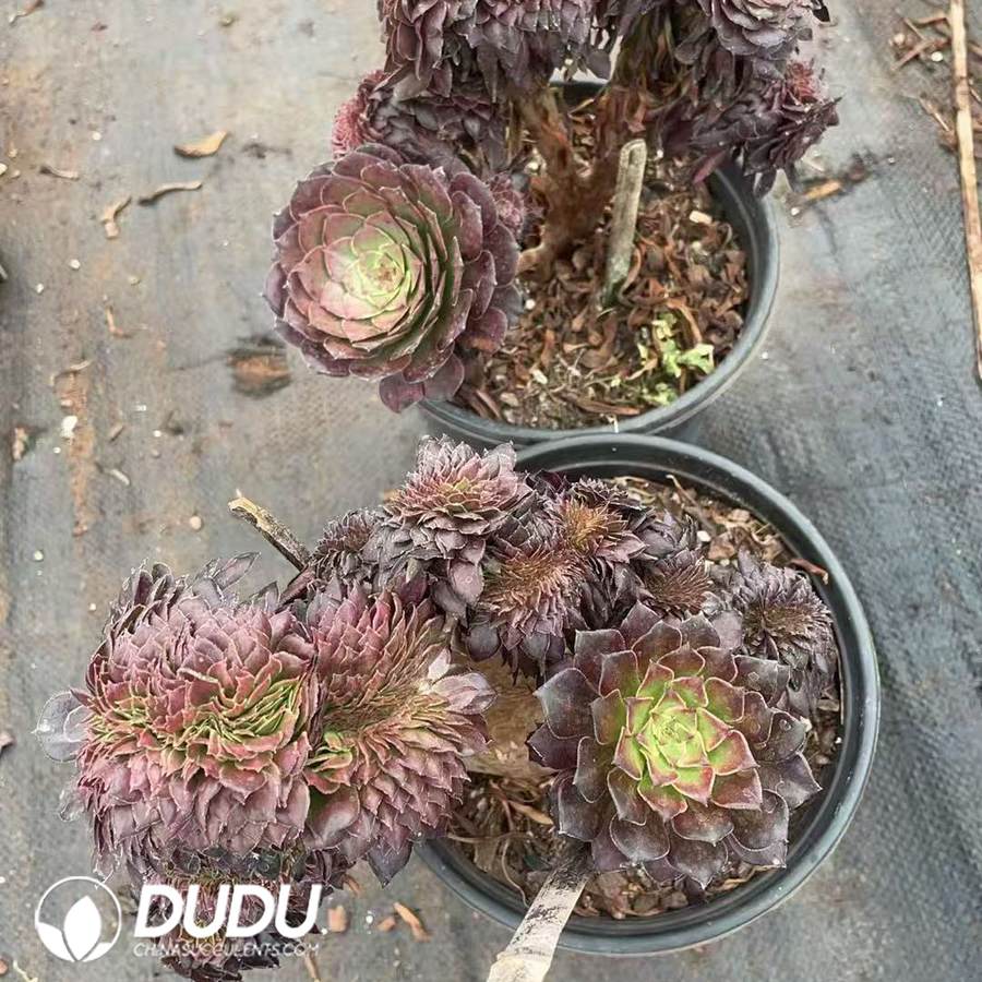 10093D150.jpg Aeonium Yukihime Cristata - Image 1