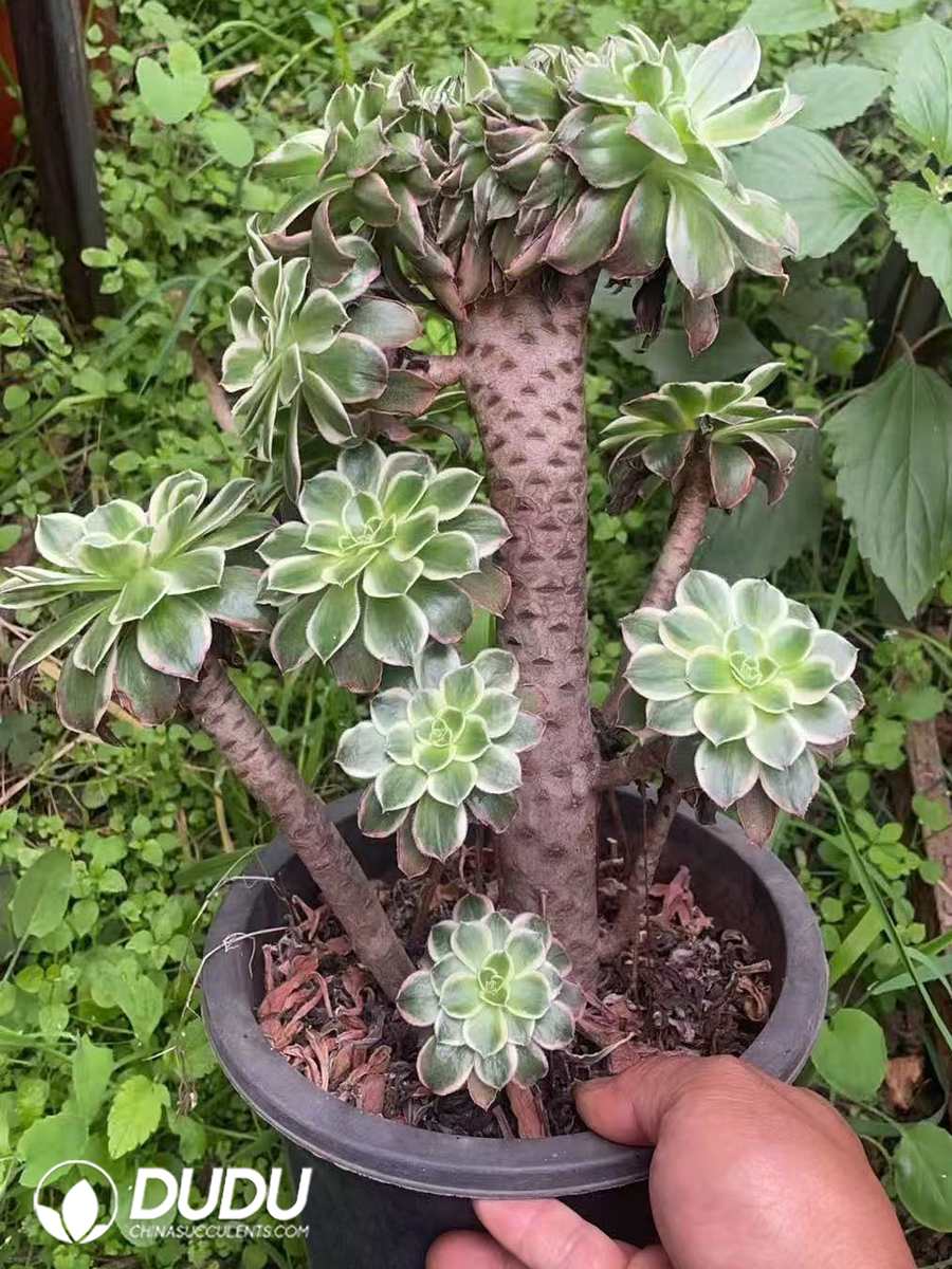 10094D200.jpg Aeonium Green Rose Cristata - Image 1