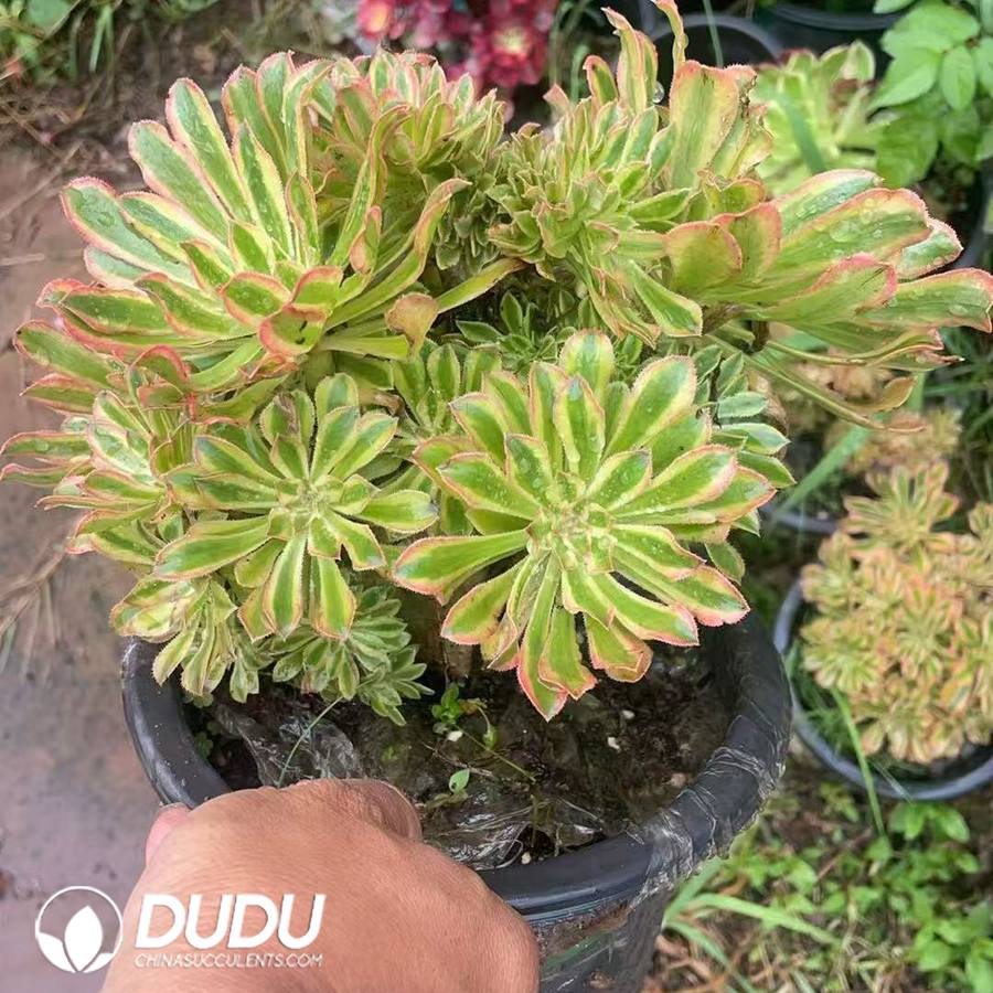 10095D200.jpg Aeonium Xiyan Cristata - Image 1