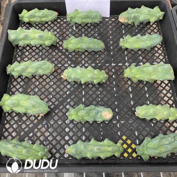 10101D100.jpg (Cutting) Myrtillocactus geometrizans/Boobie Cactus - Image 1