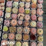 Echeveria Rainbow Set Random 96pcs