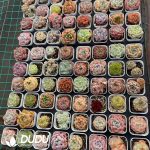 Echeveria Rainbow Set Random 96pcs - Image 2