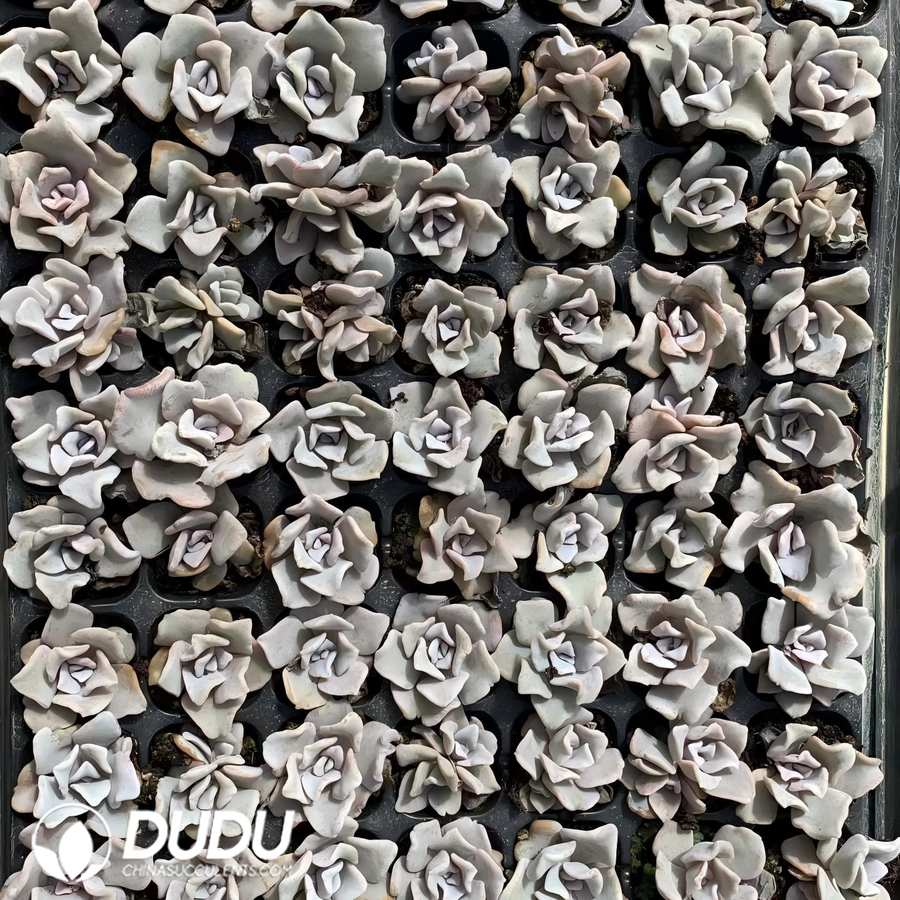 10105D30.jpg 105pcs Echeveria White Madiba Seedlings - Image 1