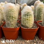 Espostoa lanata