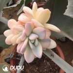 (Grafted)Echeveria Pink Rabbit Variegated Clustering
