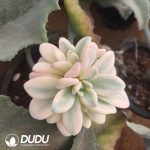(Grafted)Echeveria Pink Rabbit Variegated Clustering - Image 2