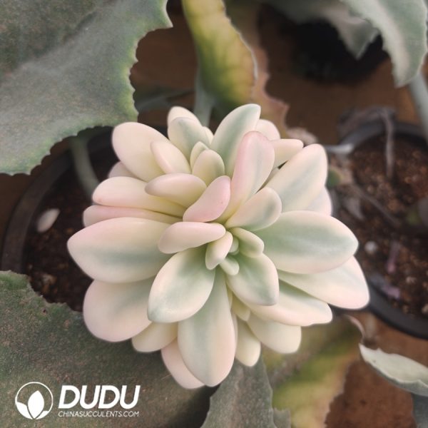 (Grafted)Echeveria Pink Rabbit Variegated Clustering - Image 2