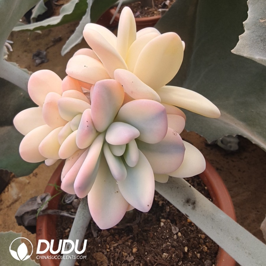 10107D110.jpg (Grafted)Echeveria Pink Rabbit Variegated Clustering - Image 1