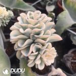 (Grafted)Pachyveria Orpet Variegated Clustering