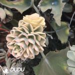 (Grafted)Pachyveria Orpet Variegated Clustering - Image 2
