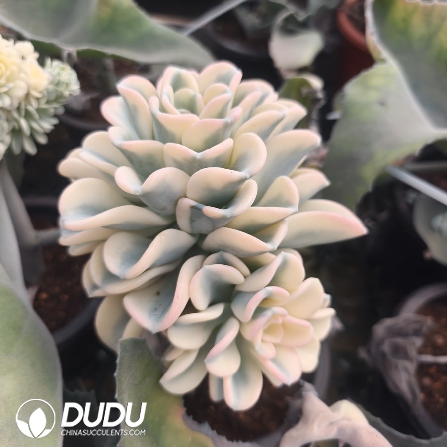10108D110.jpg (Grafted)Pachyveria Orpet Variegated Clustering - Image 1