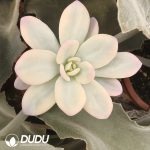 (Grafted)Echeveria Pink Rabbit Variegated