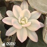 (Grafted)Echeveria Pink Rabbit Variegated - Image 2
