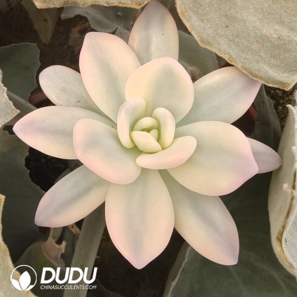 (Grafted)Echeveria Pink Rabbit Variegated - Image 2