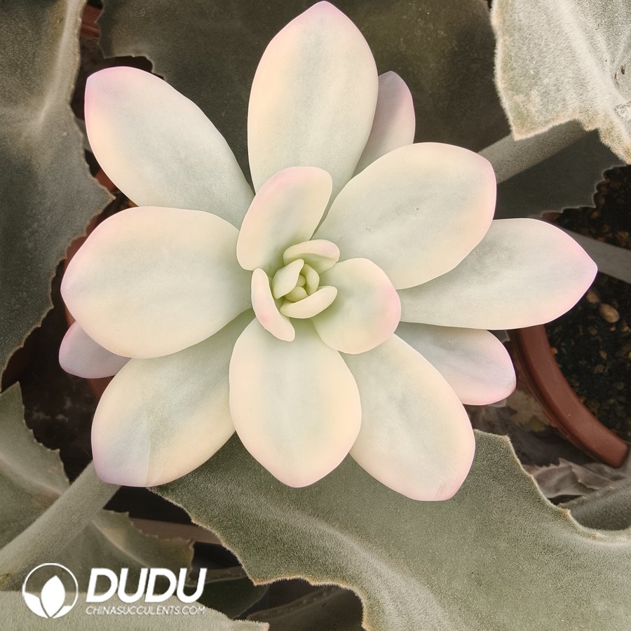 10109D90.jpg (Grafted)Echeveria Pink Rabbit Variegated - Image 1