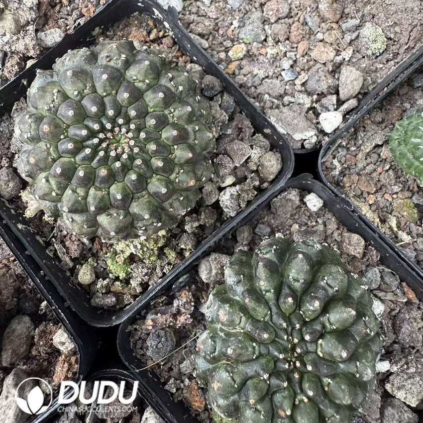 10113D40.jpg Euphorbia Gymnocalycioides - Image 1