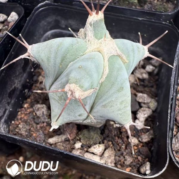 10115D30.jpg (Seed Grown)Thelocactus hexaedrophorus - Image 1