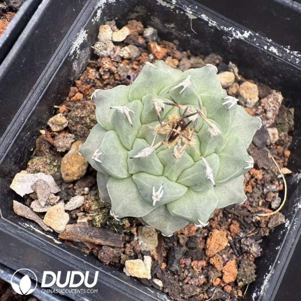 10116D25.jpg (Seed Grown)Turbinicarpus alonsoi - Image 1
