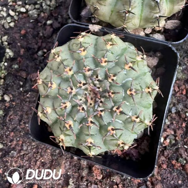 (Seed Grown)Gymnocalycium asterium f. nigrispina - Image 1