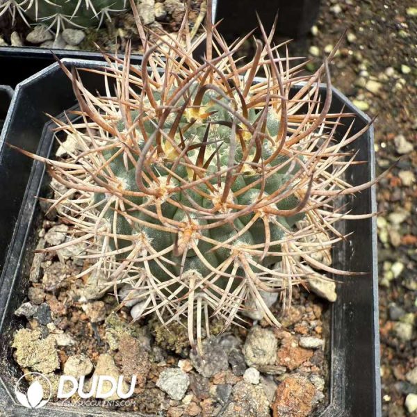10118D40.jpg (Seed Grown)Eriosyce strausiana - Image 1