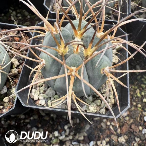 10119D40.jpg (Seed Grown)Eriosyce bulbocalyx - Image 1