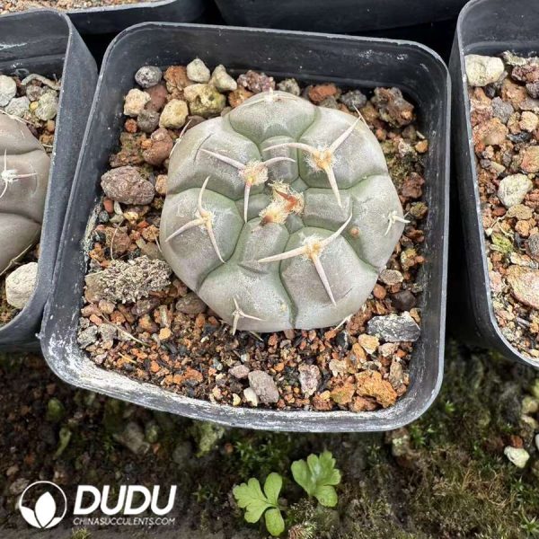 10120D50.jpg (Seed Grown)Gymnocalycium prochazkianum - Image 1