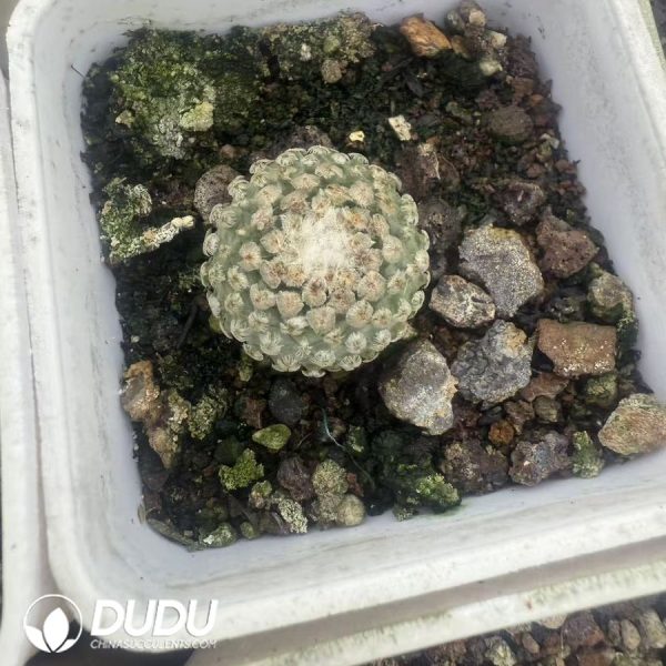 (Seed Grown)Turbinicarpus valdezianus - Image 1