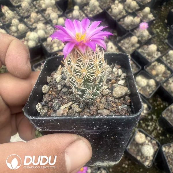 10123D20.jpg (Seed Grown)Escobaria minima - Image 1