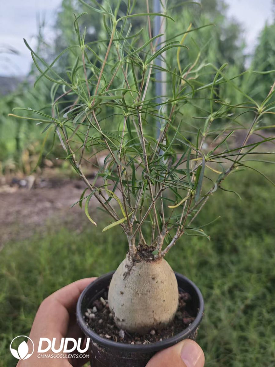 10125D90.jpg (Seed Grown) Euphorbia Rossii - Image 1