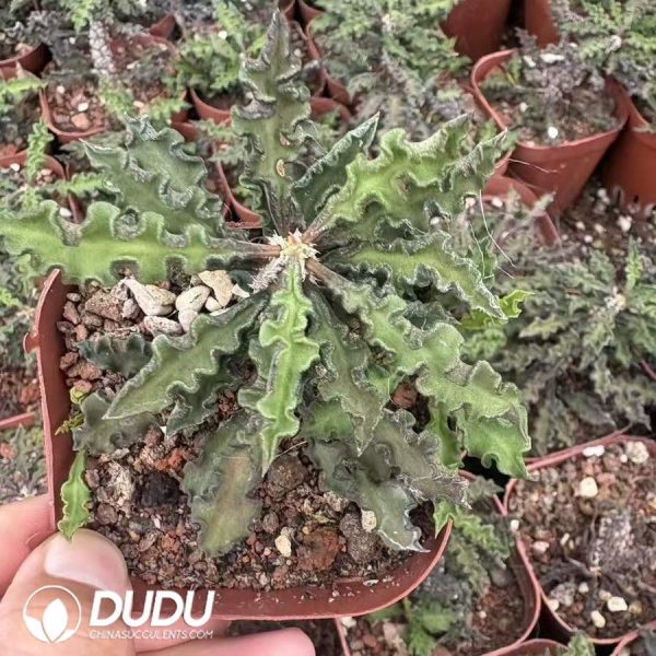 Euphorbia Decaryi - Image 2