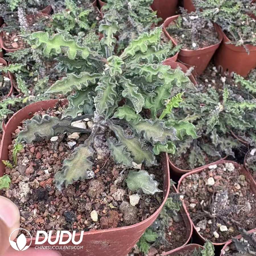 10126D60.jpg Euphorbia Decaryi - Image 1