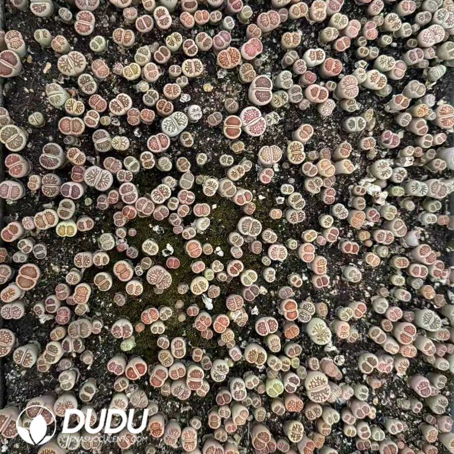 10141D12.jpg Lithops lesliei cv. 'Kiku‑monyou' (3 years old, 600‑800 pcs/box) - Image 1