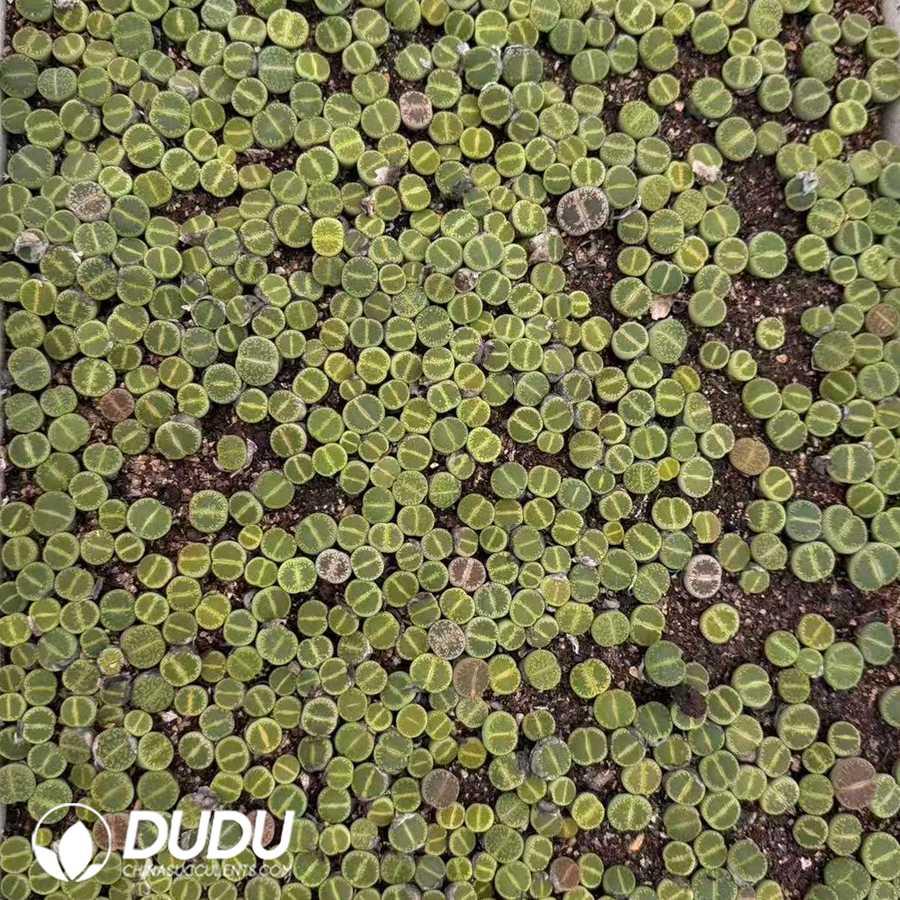 10142D12.jpg Lithops julii subsp. fulleri 'Fullergreen' (2 years old, 600‑800 pcs/box) - Image 1