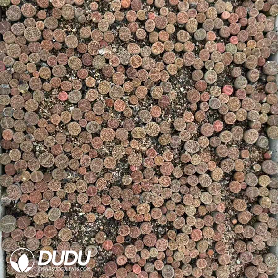 10143D12.jpg Lithops aucampiae subsp. euniceae var. fluminalis C48 (2 years old, 600‑800 pcs/box) - Image 1